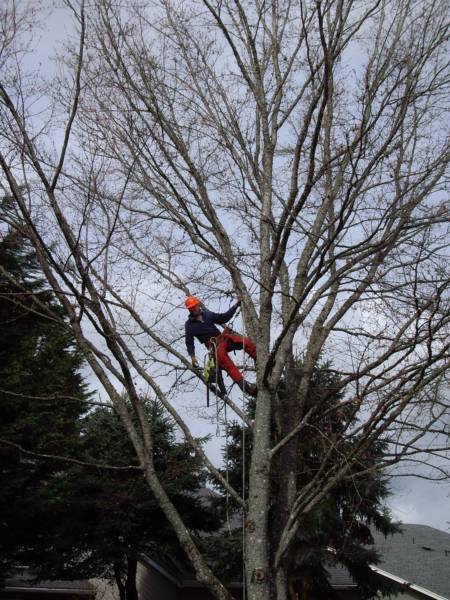 Tree Services Portland, Tree Removal, Tree Trimming and Pruning