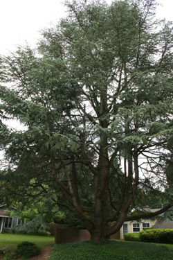 Heritage tree in Portland that we were privileged to trim