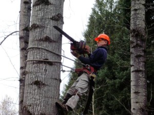 Oregon City Tree Removal Big or Small