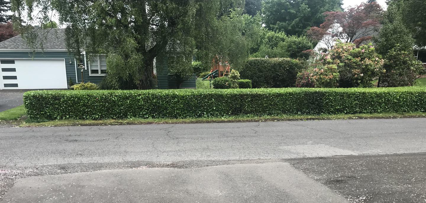 Tree Services Trimming and Cutting of all types of hedges and shrubs in Portland 