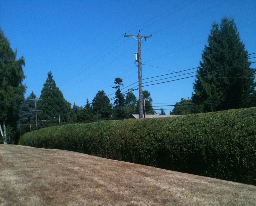 Tree Services Oregon City Treekeeper Service Hedge And Shrub T Services In Oregon City