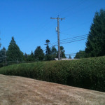 hedge and shrub trimming services in Sandy