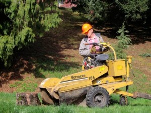Stump grinding and stump removal
