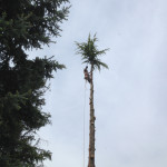 Tree removal services in Clackamas Oregon
