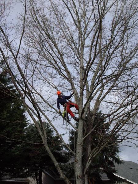 tree removal portland or